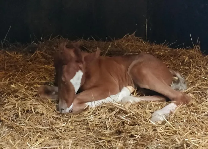 Haras Des Buissonnets