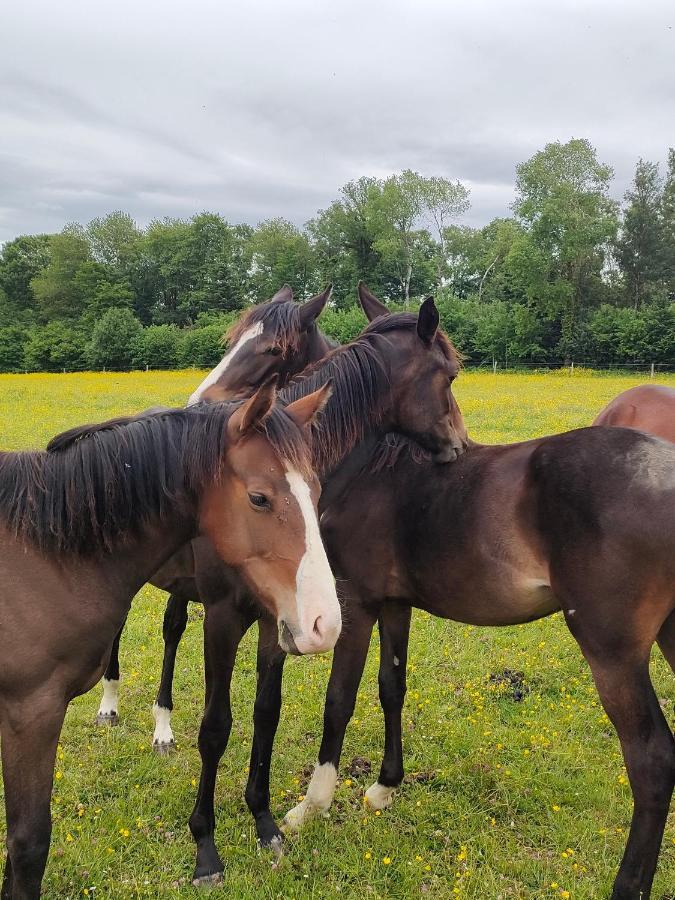 Haras Des Buissonnets